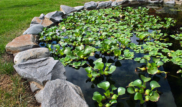 Natural Ponds Greenville SC T-Squared Landscapes