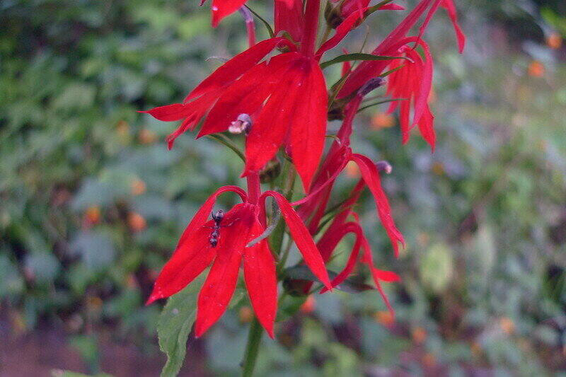 Native South Carolina cardinal Flower