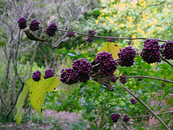 American Beautyberry Native Plant to SC