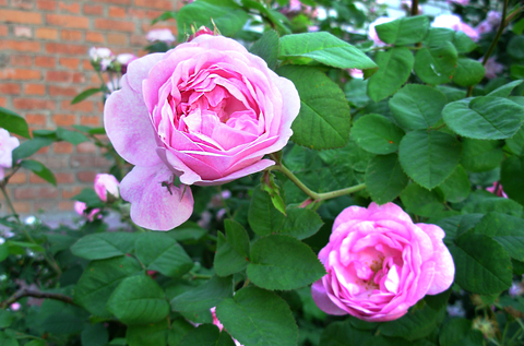 Winterizing Roses