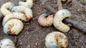 Save Your Dying Lawn from Grubs