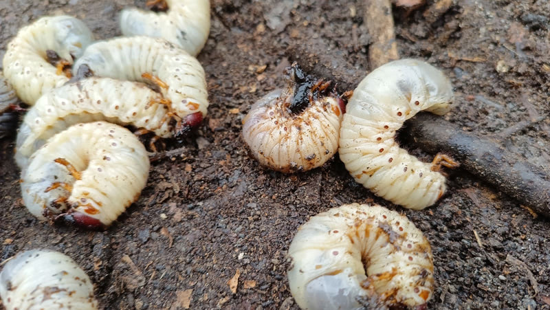 Save Your Dying Lawn from Grub Worms in greenville sc
